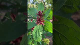 Calycanthus floridus [upl. by Allbee385]