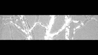 Nuclear traffic in a filamentous fungus [upl. by Nylrem]