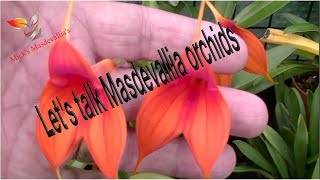 Masdevallia Orchid Care 36 Tips amp More [upl. by Lelah]