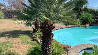 Trimming Mediterranean Fan palms in Central Texas [upl. by Keviv]