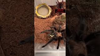 aphonopelma anax texas tan short shorts shortsvideo shortsfeed tarantula spider arachnid [upl. by Filler138]