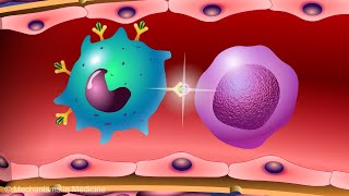 Vaccines and the Immune Response How Vaccines Work [upl. by Llohcin177]