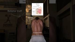 Stop doing the same old rotator cuff exercises 👇🏾 [upl. by Lawley881]