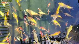 Crystal clear water in my koi pond Relaxing koi pond screen saver Too many koi 😁 [upl. by Dorehs]