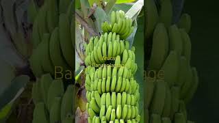 Banan Plantage  Arucas Gran Canaria [upl. by Ayikaz]