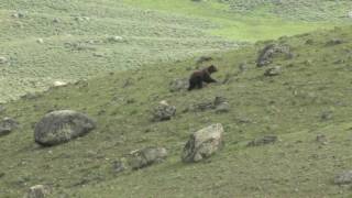 Grizzly Bears Ursus Arctos [upl. by Margarita391]