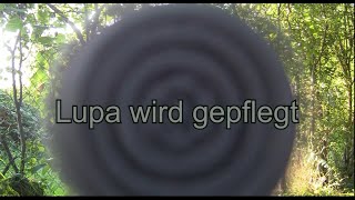 Lupa wird gepflegt [upl. by Thirza653]