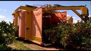 Citrus harvesting in Australia with a Nelson Harvester [upl. by Nikolas]