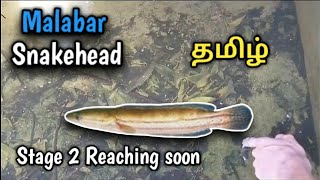 Malabar Snakehead Update  Aquarium fish  Tamil [upl. by Onstad]