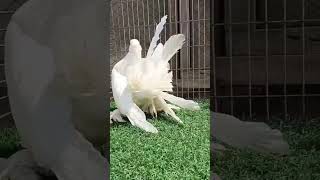 American fantail pigeon video pigeon beautiful love kabutar trending viralvideo 2025 [upl. by Hctud]