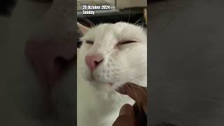 Bushy’s Cutest Nose Squish in this Pawsible Minute  catifullife cutecat purrfect lifewithcats [upl. by Lorre]