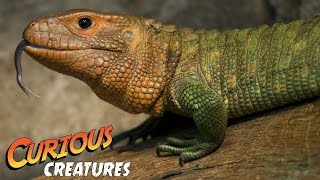 Caiman Lizard  London Zoo [upl. by Kcirdef659]