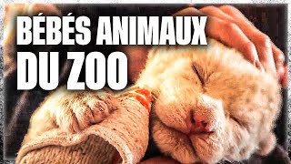 Naissances extraordinaires au zoo [upl. by Notniw]