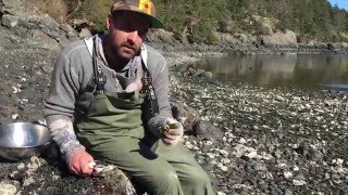 EatWild  How to Shuck an Oyster [upl. by Airdnalahs]