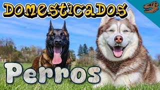 Domesticados PERROS ¿Dónde y cuándo se domesticaron estos animales [upl. by Erin]