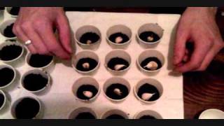 Seeds going in the grow box pt 1 [upl. by Franek]