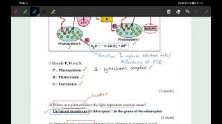 Do it Photosynthesis Part1 [upl. by Craig]