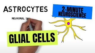 2Minute Neuroscience Glial Cells [upl. by Gally]