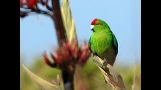 Kakariki for Bird of the year 2013 [upl. by Bernete]