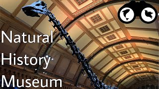 Natural History Museum TOUR 2024  FT DIPPY THE DIPLODOCUS [upl. by Eisaj]