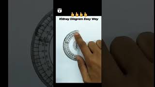 kidney diagramkidney diagram in very easy way  easy tricks of kidney diagram biology bscnursing [upl. by Eedyaj]