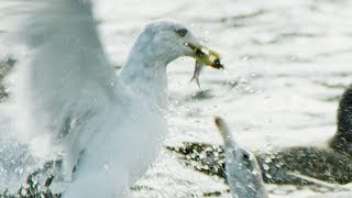 Seagulls and Guillemots Working Together to Fish  BBC Earth [upl. by Atlanta]