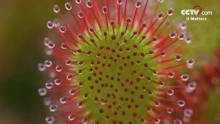 Drosera A magical plant that hunts insects CCTV English [upl. by Artenek752]