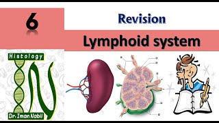 Revision of Lymphoid systemBlood and lymphoid system [upl. by Ahsilrae206]