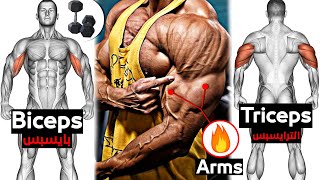 Huge Arms Workout Dumbbell Only  تمارين الذراع كاملة [upl. by Ravert]