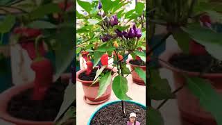 pruning your favorite chili pepper plant [upl. by Pelagias]