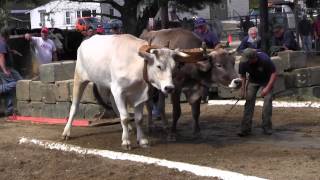 Ox Pull 2013 Deerfield Fair Oxen NH Pulling Video 10 [upl. by Carolus]