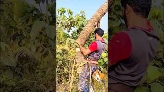 Coconut tree cutting l K M [upl. by Refinnaej553]