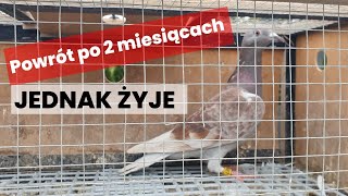 Kot niewinny🐈‍⬛ czerwony gołąb powrócił do domu po 2 miesiącach 31102024 [upl. by Bills]