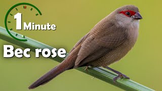 Une minute pour un oiseau  bec rose astrild ondulé  YabAlex [upl. by Notaes]