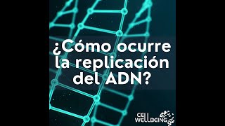 Proceso de replicación del ADN [upl. by Whale815]