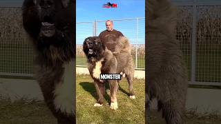 Caucasian Shepherd The Ultimate Giant Guard Dog [upl. by Ahusoj817]