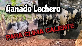 Ganado lechero en el trópico caliente cuál raza es mejor [upl. by End]