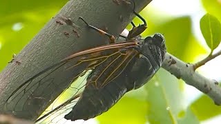 Cicadas and their sound [upl. by Idorb]