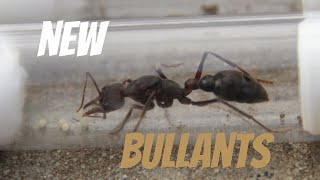 Unboxing some of the Biggest Ants I have Ever Seen [upl. by Kallick]