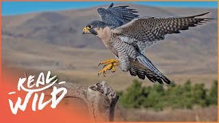 Peregrine Falcon The 320kph Killer Bird  Amazing Animals Series  Real Wild [upl. by Dora]