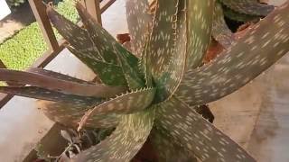 How i use Aloe Saponaria [upl. by Plato]