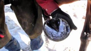 Treating a Hoof Abscess 1 [upl. by Schwitzer]