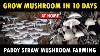 How to Grow Paddy Straw Mushrooms at Home  Volvariella Volvacea Mushroom Cultivation  Farming [upl. by Natsyrk]