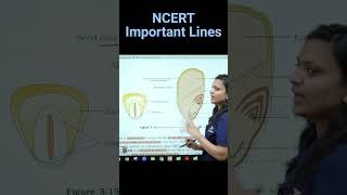 Structure Of A Monocotyledonous Seed  Revision Biology NEET  NCERT important lines for NEET neet [upl. by Nac]