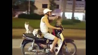 Motorcyclist rides with four cats as passengers  Motorbike Monday [upl. by Anirres991]