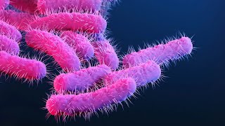 Learn about Shigellosis and its Medical Implications 3 Minutes [upl. by Berga878]