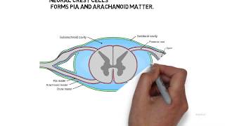 Development of Brain and Spinal Cord neuroembryology [upl. by Luehrmann]