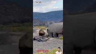 Sư tử đối đầu với tê giác và cái kết  Lion vs Rhino [upl. by Berlyn866]