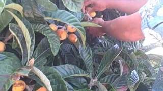 Harvesting Tropical Fruits from the Back Yard Garden in Northern California [upl. by Amoritta]