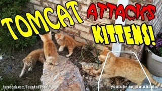 Tomcat Attacking Kittens [upl. by Teresina]